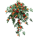 Rosa colgante Naranja