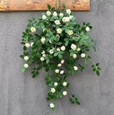 Rosa colgante Blanco